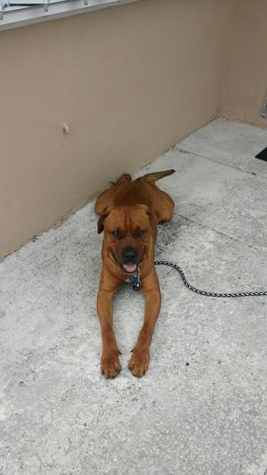 Safe Labrador Retriever in Hialeah, FL