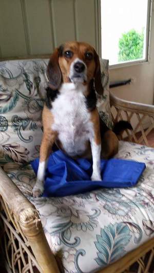 Safe Beagle in Roanoke, VA