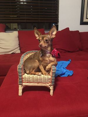 Safe Chihuahua in Coral Springs, FL