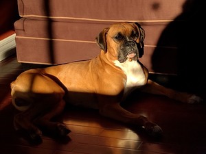 Safe Boxer in Yonkers, NY
