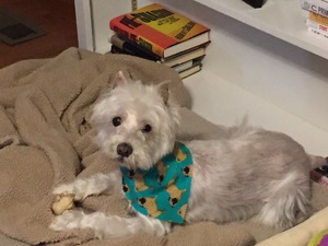 Safe West Highland White Terrier in Southampton, PA