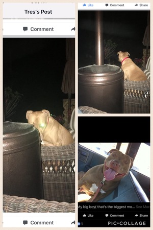 Safe Staffordshire Bull Terrier in Austin, TX