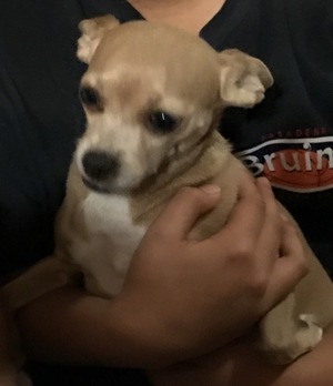 Safe Chihuahua in Norwalk, CA