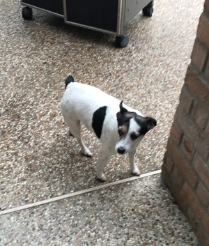Safe Jack Russell Terrier in Cypress, TX