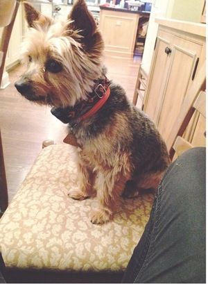Safe Yorkshire Terrier in Lincolnshire, IL