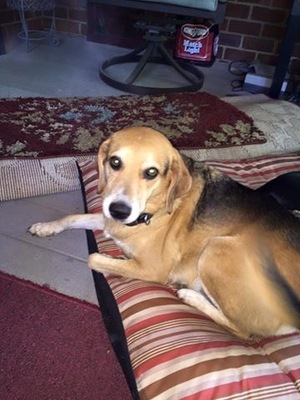 Safe Beagle in Cleveland, TN
