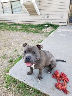 Safe American Bulldog in San Antonio, TX