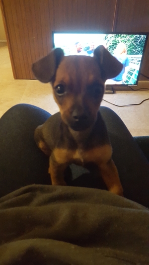 Safe Chihuahua in Thomson, GA