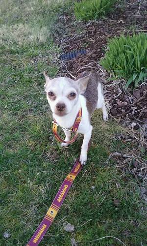 Safe Chihuahua in Manassas, VA