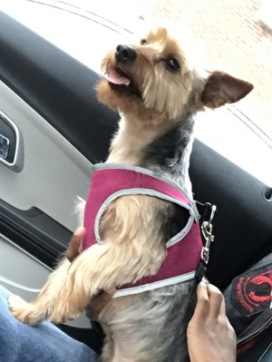 Safe Yorkshire Terrier in Cleveland, OH
