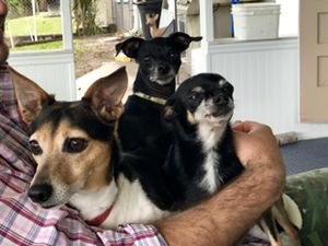 Safe Italian Greyhound in Altamonte Springs, FL