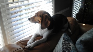 Safe Beagle in Iva, SC