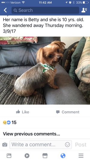 Safe Yorkshire Terrier in Placentia, CA