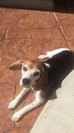 Safe Beagle in Chula Vista, CA