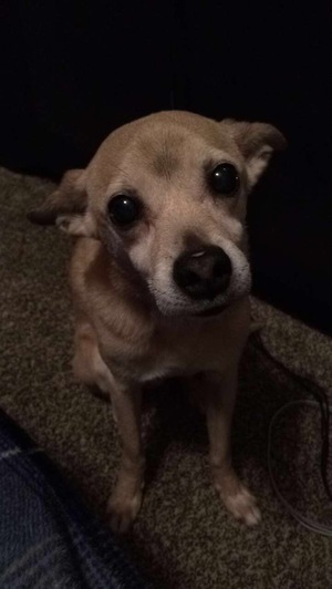 Safe Chihuahua in Roanoke, TX
