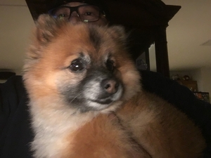 Safe Pomeranian in Mather, CA US