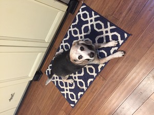 Safe Beagle in Odessa, FL