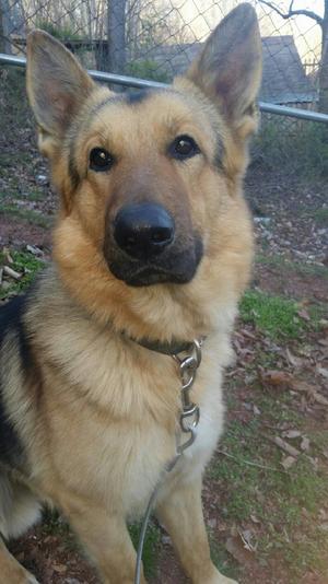 Safe German Shepherd Dog in Elizabethton, TN