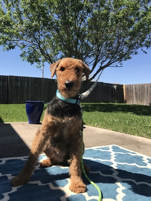 Safe Airedale Terrier in Manor, TX