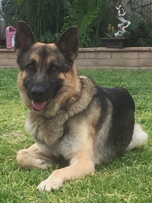 Safe German Shepherd Dog in Whittier, CA US