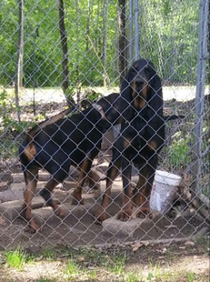 Safe Black and Tan Coonhound in Sandy Ridge, NC