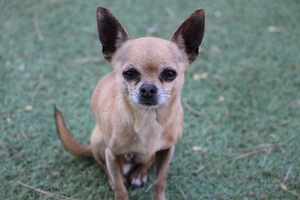 Safe Chihuahua in Mesa, AZ