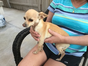 Safe Chihuahua in Rancho Cucamonga, CA