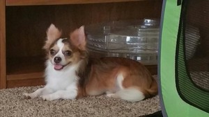 Safe Chihuahua in Overland Park, KS US