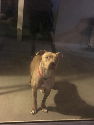 Safe Pit Bull in Chino, CA