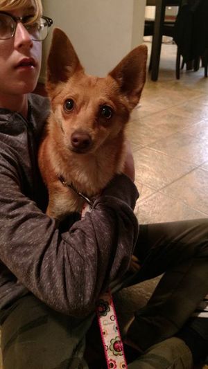 Safe Chihuahua in Sunland, CA