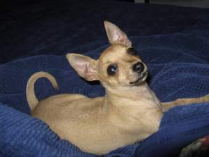Safe Chihuahua in Chula Vista, CA