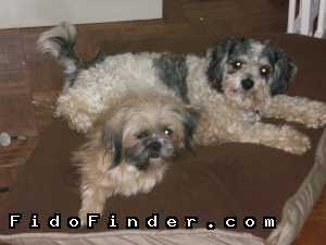 Safe Lhasa Apso in Charlotte, NC US