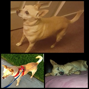 Safe Chihuahua in Chino, CA