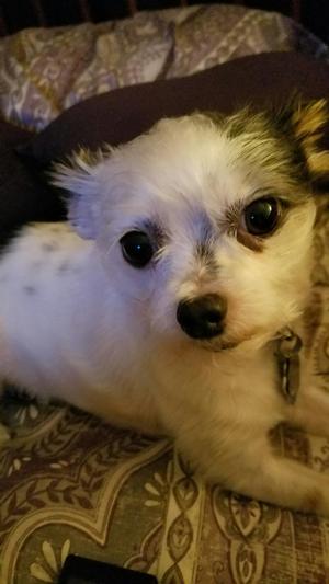 Safe Chinese Crested in Rochester, MI