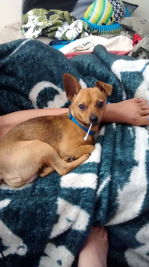 Safe Chihuahua in Santa Maria, CA