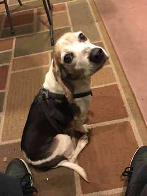 Safe Beagle in Temple Hills, MD
