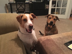 Safe American Foxhound in Tampa, FL