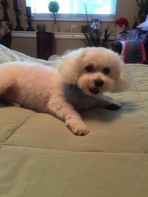 Safe Bichon Frise in Greeley, CO