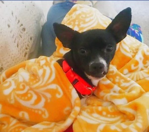 Safe Chihuahua in Cornville, AZ