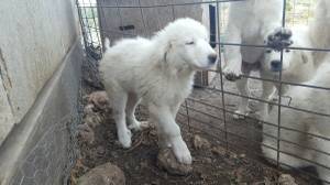 Safe Great Pyrenees in Saint Hedwig, TX