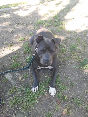 Safe Pit Bull in Highland, CA