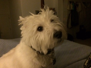 Safe West Highland White Terrier in Oak Grove, MO