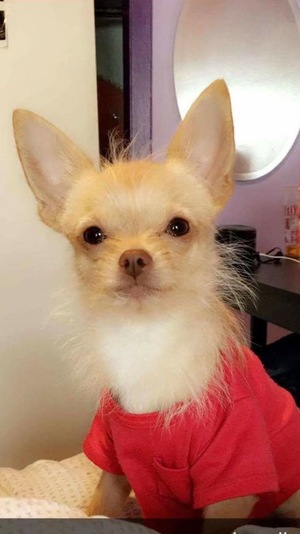 Safe Chihuahua in Bronx, NY