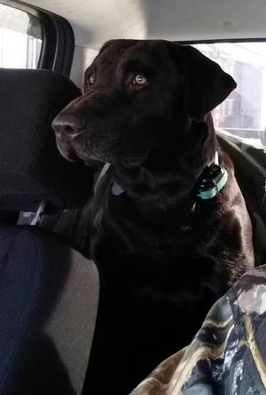 Safe Labrador Retriever in Seymour, IN