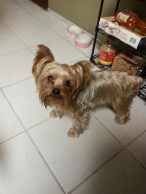 Safe Yorkshire Terrier in San Marcos, CA
