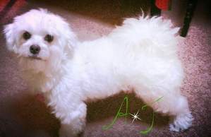 Safe Maltese in South Richmond Hill, NY