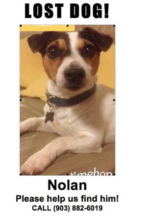 Safe Jack Russell Terrier in Lindale, TX