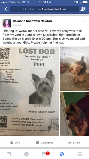 Safe Yorkshire Terrier in Booneville, MS