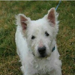Safe West Highland White Terrier in Hatfield, PA