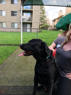 Safe Labrador Retriever in Bellevue, WA